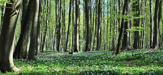 fruehling